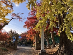 市内の木々が色...