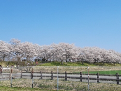 宇都宮市主催の...
