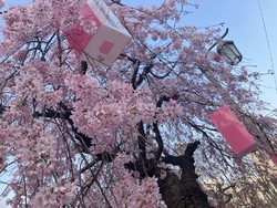 桜まつりが開催...