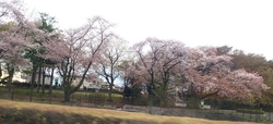 桜が満開で綺麗...
