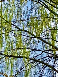 神明宮神社参拝...