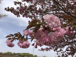 桜もそろそろ終...