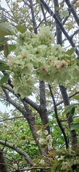 今日は、４月2...