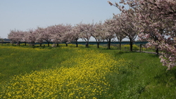 今年は開花から...