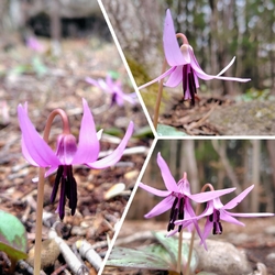 県民の森にある...