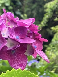 雨が止んだので...