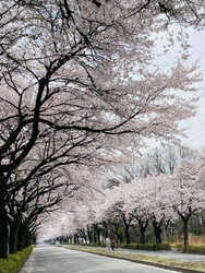 通院の帰り道、...