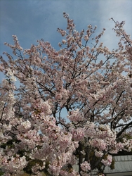 「思川桜が綺麗...