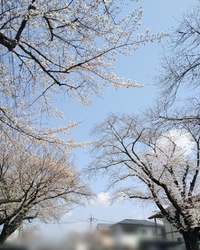 こちらの公園付...