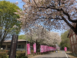 桜祭りに行って...