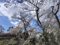 本日は桜を見に...