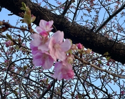 いつもの様に朝...