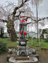 枝垂れ桜を見に...