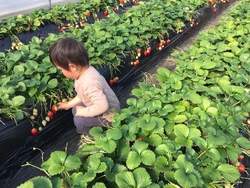 井頭観光いちご園 真岡市の果物 野菜狩り 栃ナビ