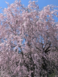 昨日は強風が吹...