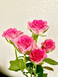 この時期、花樹...