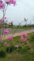 ウォーキングと...