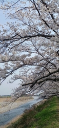 今日は、4月８...
