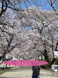 千本松牧場の桜...