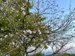 たまにここで朝...