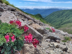 高山植物の女王...