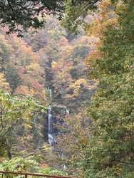 紅葉ドライブに...