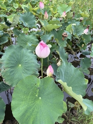 ハスの花を観に...