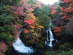 日光の紅葉は龍...