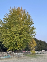 今朝は氷点下ま...