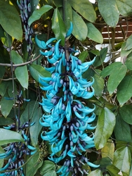 一度見てみたか...