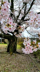 さくら・チュー...