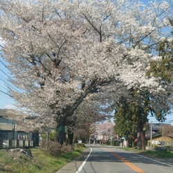毎年楽しみな桜...
