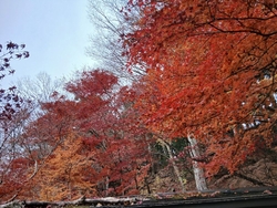 こうして紅葉の...