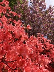 天平の花まつり...