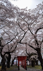 平日午後参拝。...