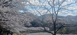 今日は、4月９...
