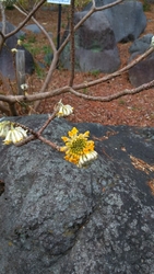 春を探しにオア...