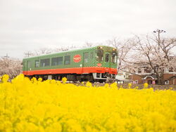 桜 菜の花街道 真岡市の街道 栃ナビ