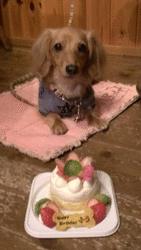 愛犬の誕生日に...