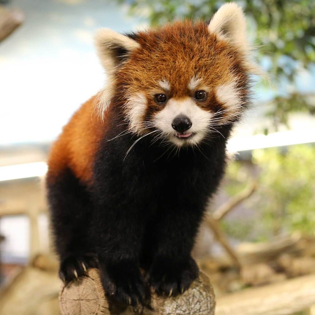 那須どうぶつ王国 - アジアの森｜那須町・遊園地・動物園