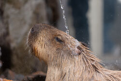 冬名物カピバラ温泉