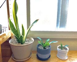 △▼　2月のお休み　▼△