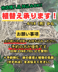 今年の植え替えメンテナンス受付開始いたします。