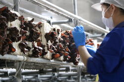 ”いま” きくらげが食べごろです