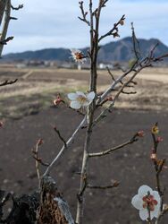 3月のお休みのお知らせ