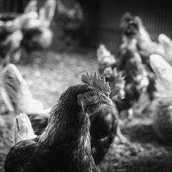 安全で衛生的「GPセンター」を 自社完備!箱庭たまごの品質へのこだわり✨️