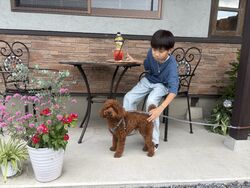 ペットとご一緒できるテーブル席ができました