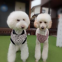 ★本日の愛犬★ロワとアミ