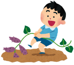 益子でさつまいも堀り体験！