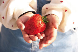 ★いちご狩り★とちあいか30分食べ放題プラン